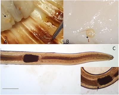 Updates on Ecology and Life Cycle of Sulcascaris sulcata (Nematoda: Anisakidae) in Mediterranean Grounds: Molecular Identification of Larvae Infecting Edible Scallops